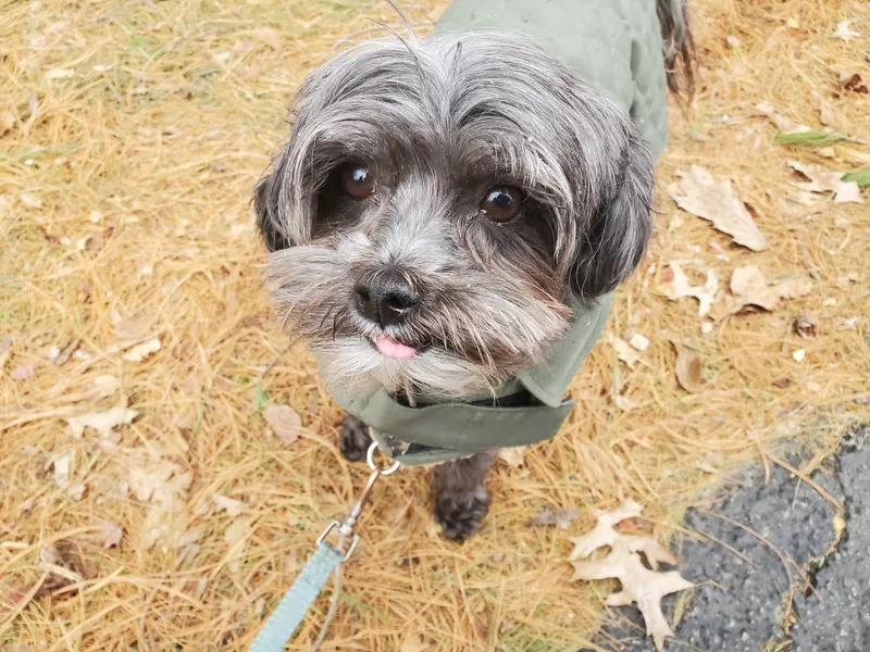 Shih-Poo dog