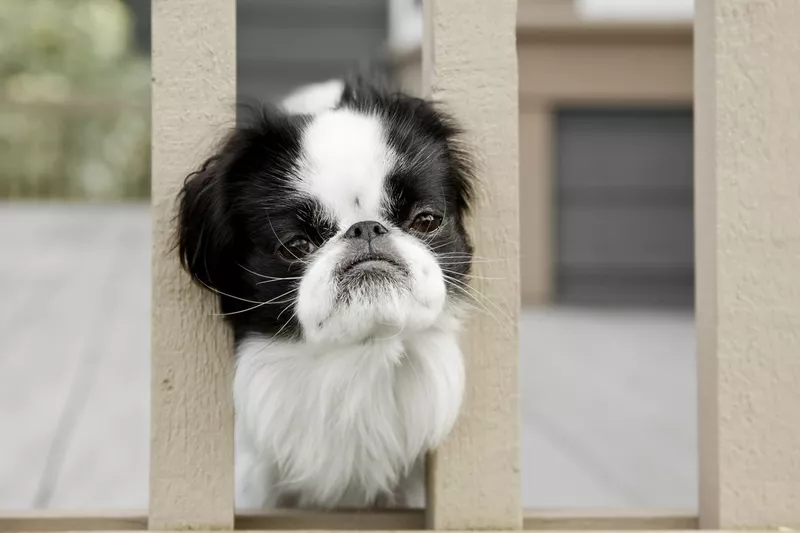 Japanese Chin dog