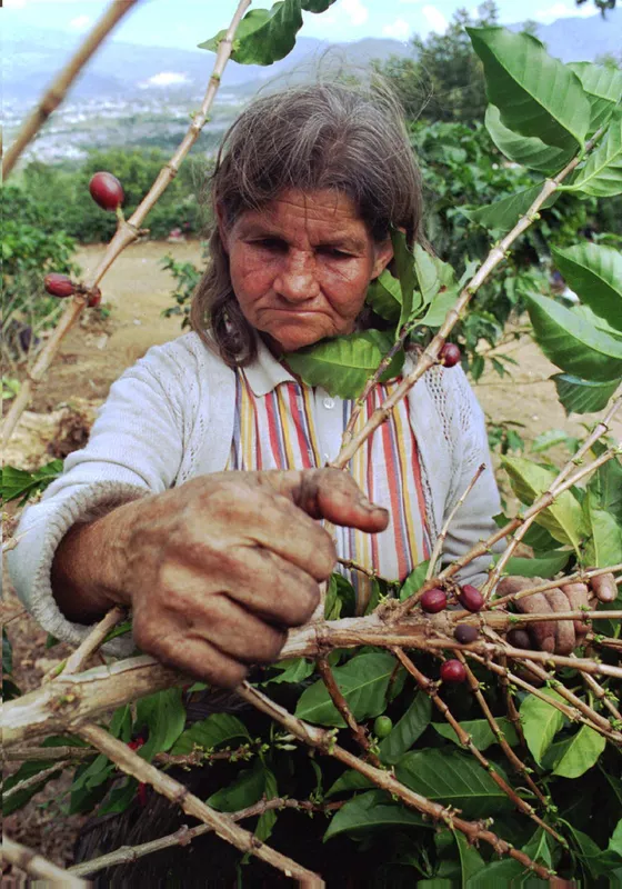 Coffee beans in Costa Rica