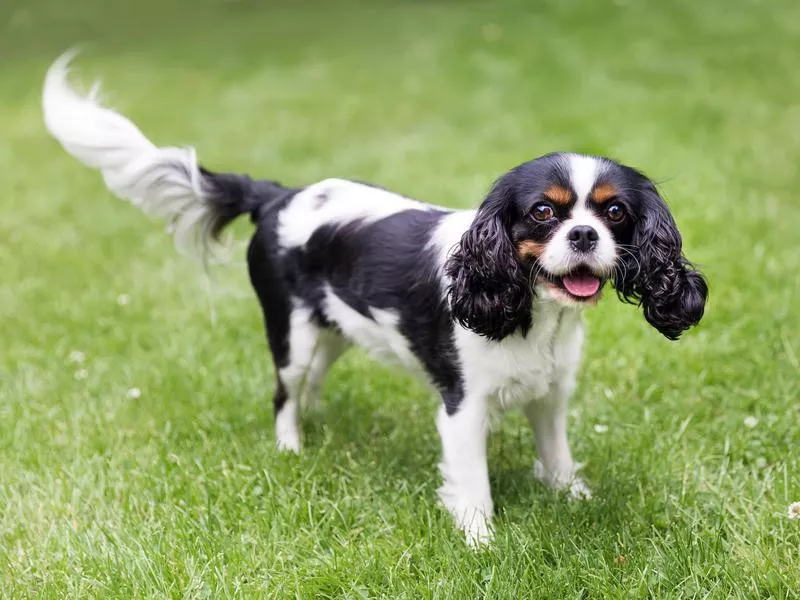 Cavalier King Charles Spaniel