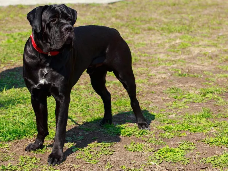 Cane Corso