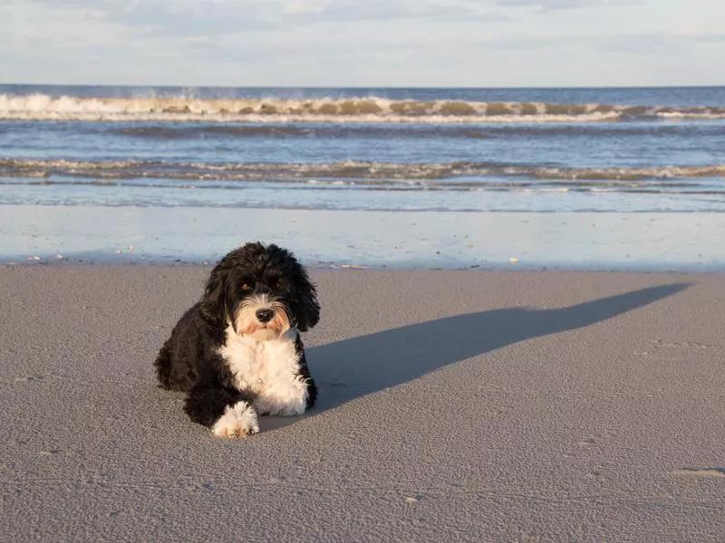 Portuguese Water dog