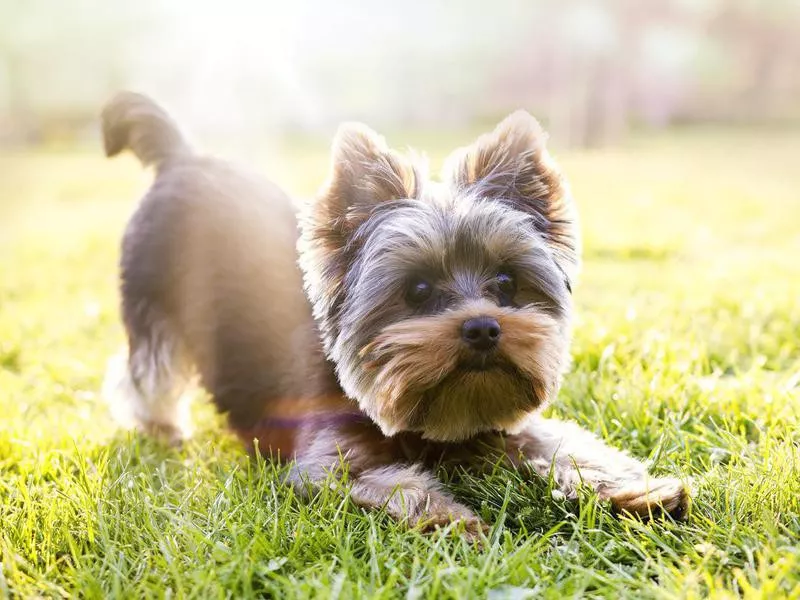 Yorkshire Terrier