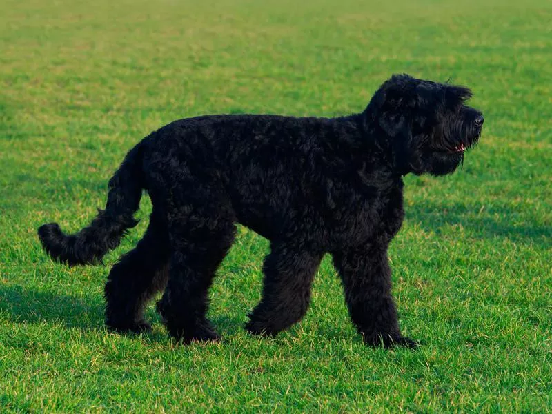 Black Russian Terrier