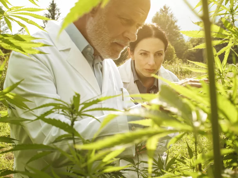 Researchers checking hemp plants in the field