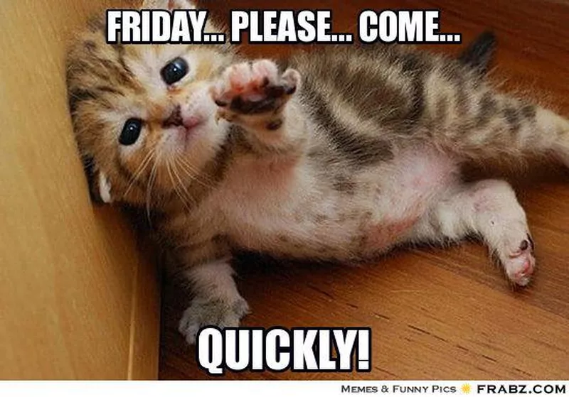 Cat wants Friday meme