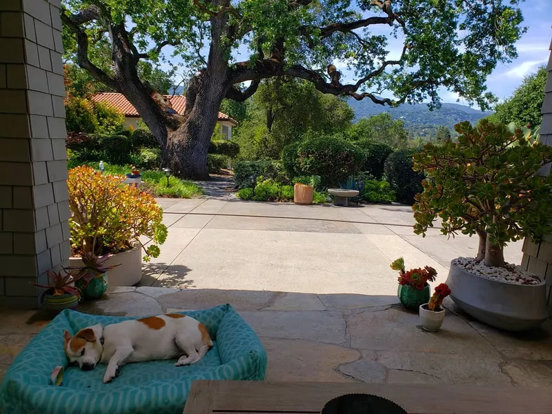 Dog in Loyola, California