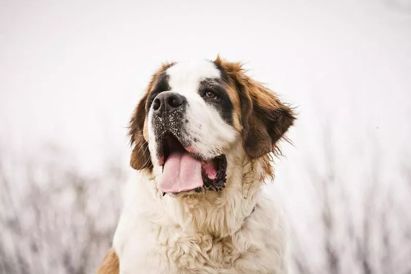 Saint Bernard