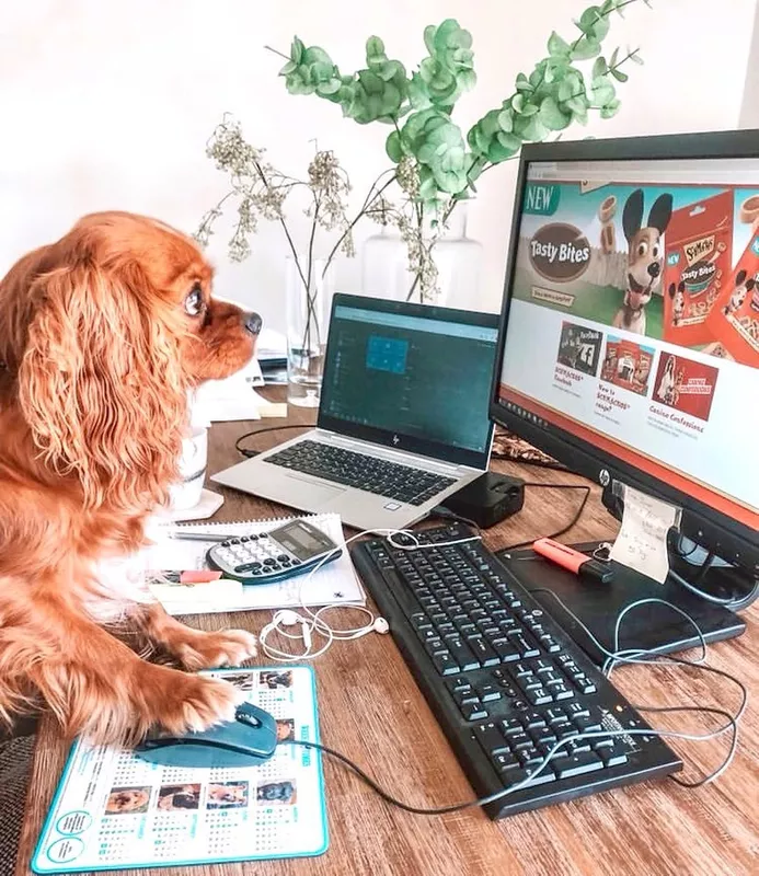 Dog on computer