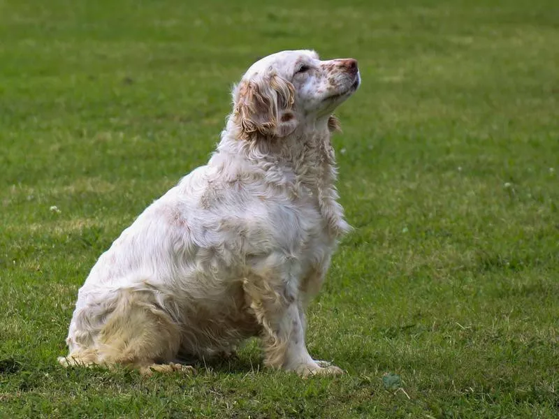 Clumber Spaniel