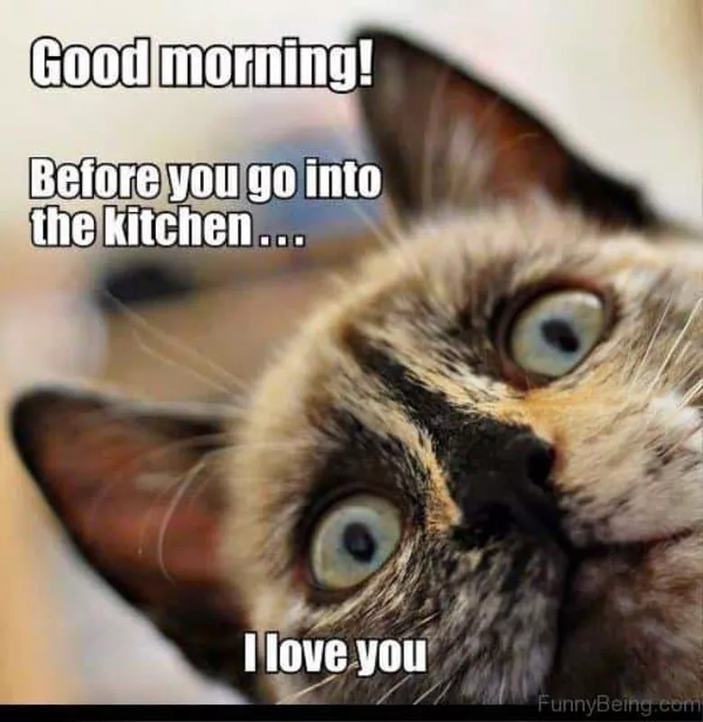 Good morning cat meme