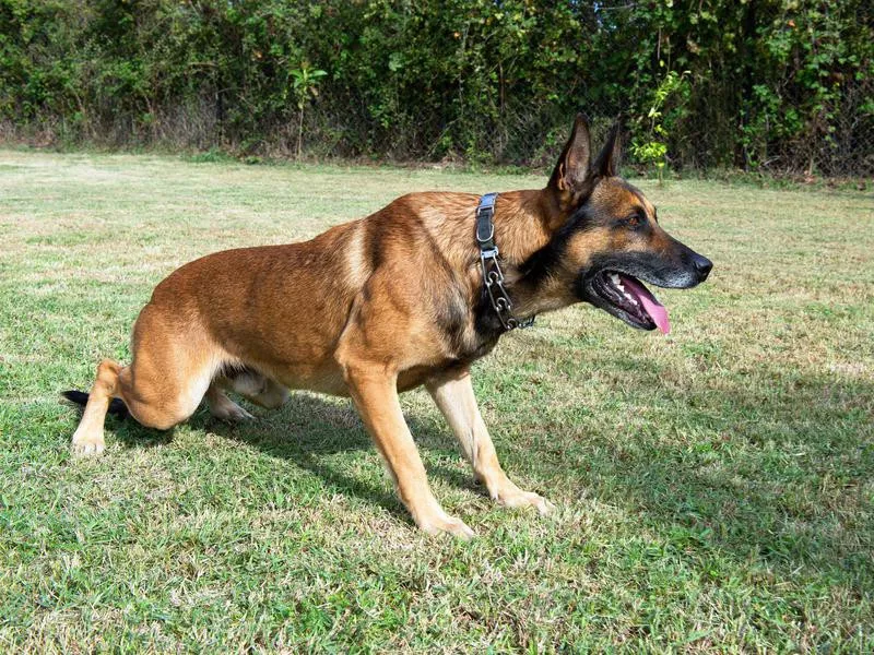 Belgian Malinois