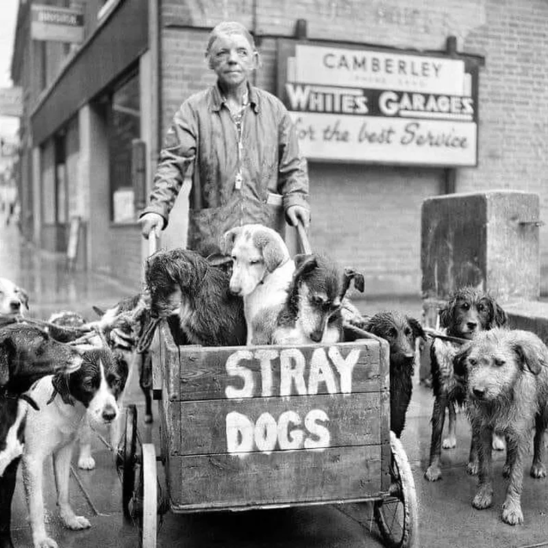 Woman with stray dogs