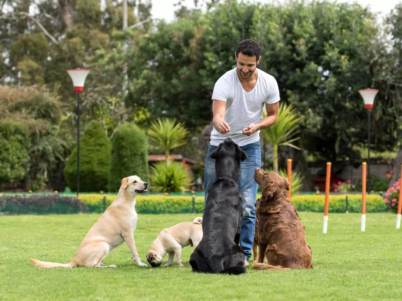 Dog walker with dogs