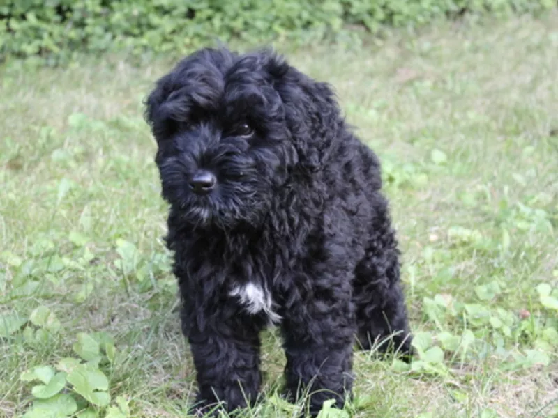 Bouvier des Flandres