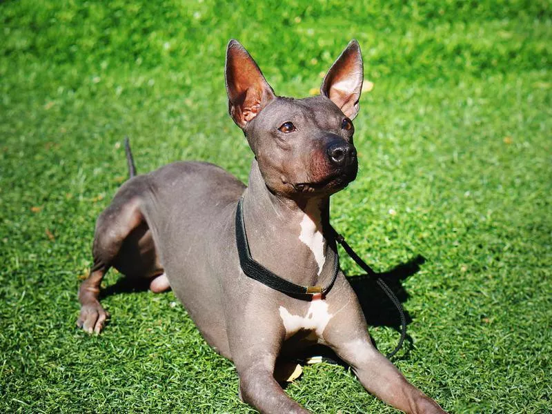 American Hairless Terrier