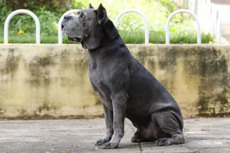 Cane Corso