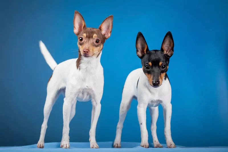 Toy Fox Terriers