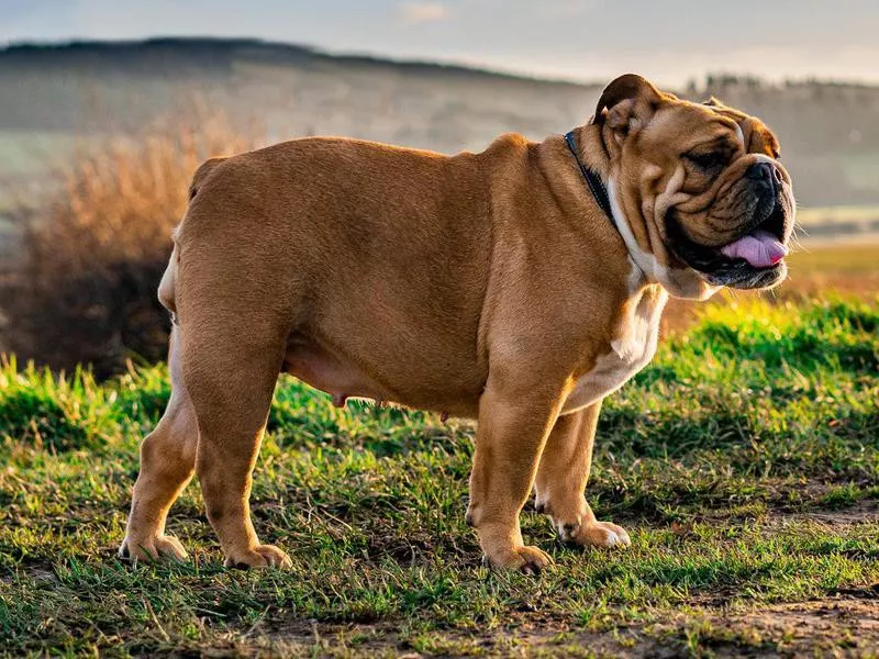 Bulldog