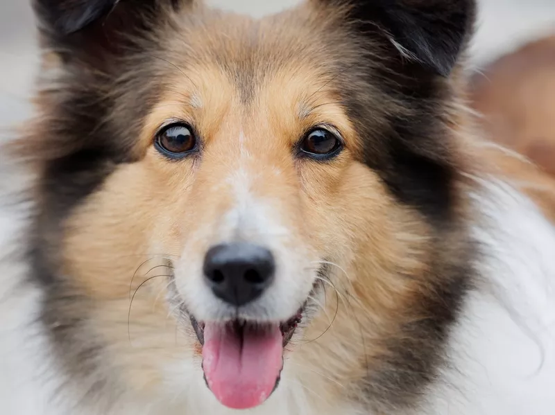 Shetland Sheepdog