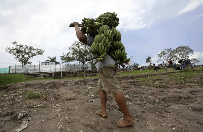 Bananas in Colombia