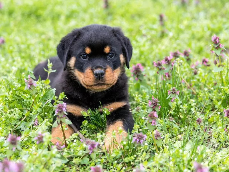 Rottweiler puppy