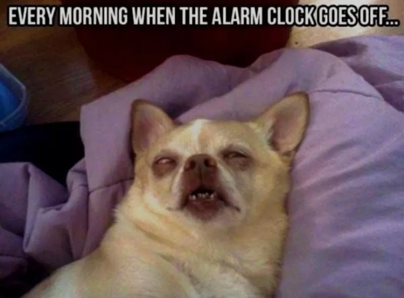 Sleepy chihuahua meme