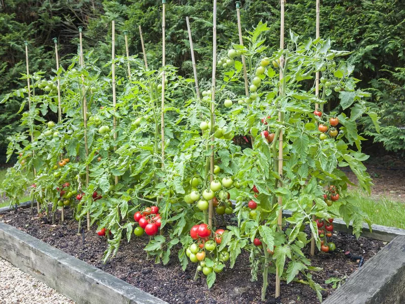 Tomato Plants