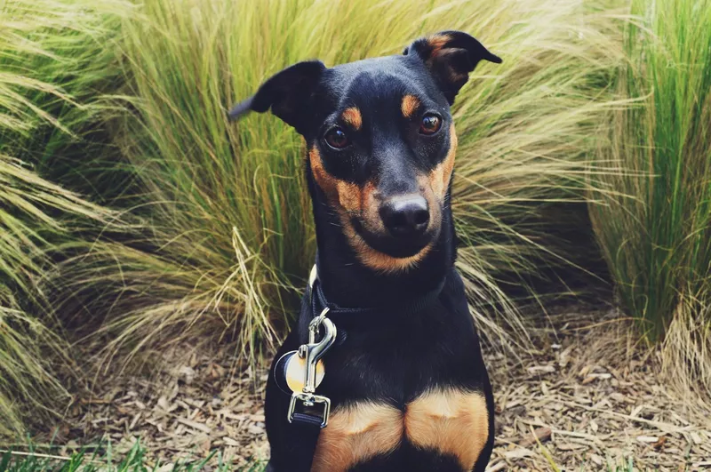 Manchester Terrier