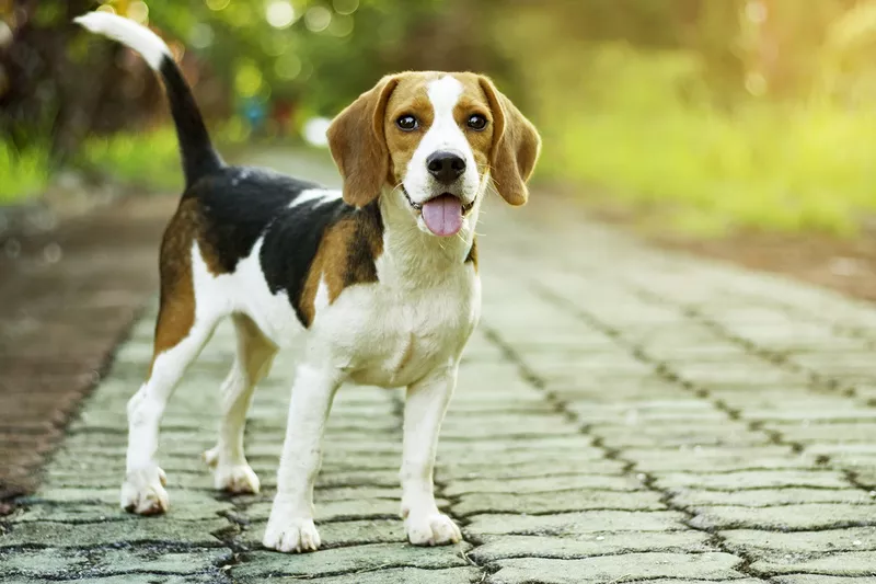 Beagle puppy