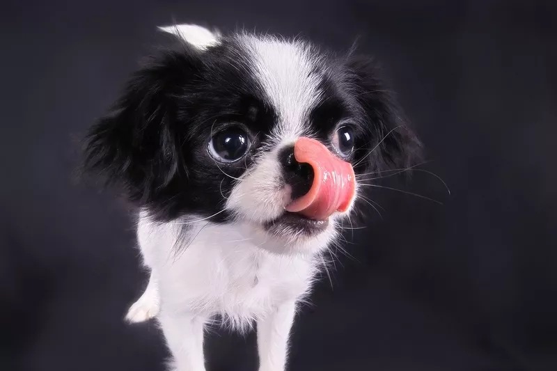 Japanese Chin