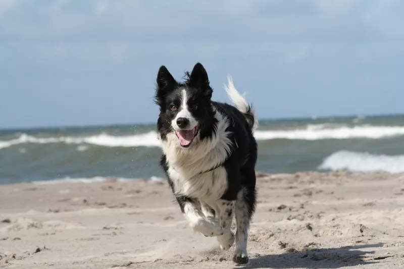 Border Collie