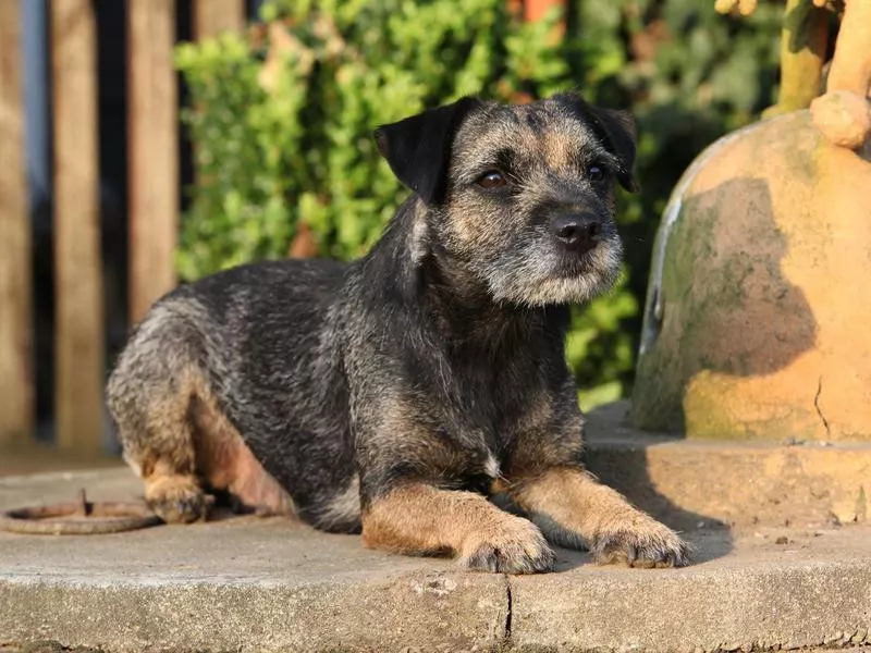 Border Terrier