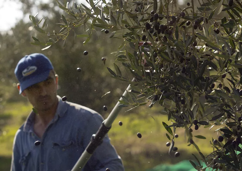 Olives in Italy