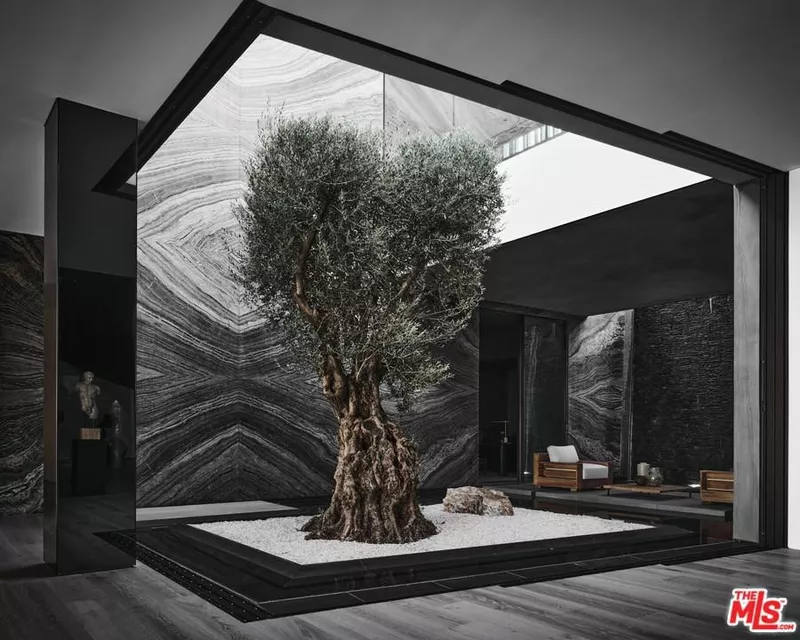 Interior olive tree