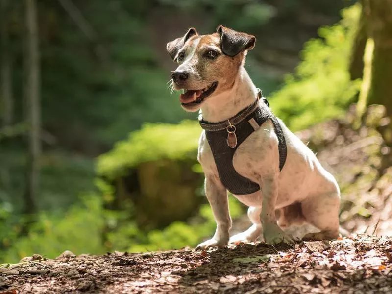 Jack Russell Terrier