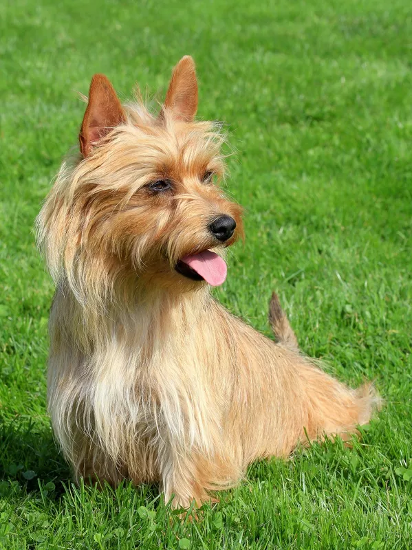 Australian Terrier