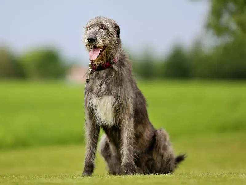 Irish Wolfhound