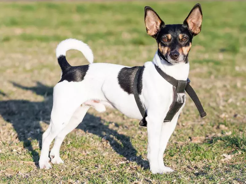 Rat Terrier