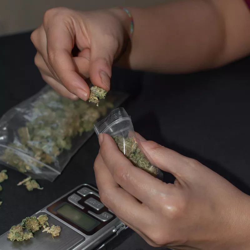 Cannabis sales rep measuring a bag of buds