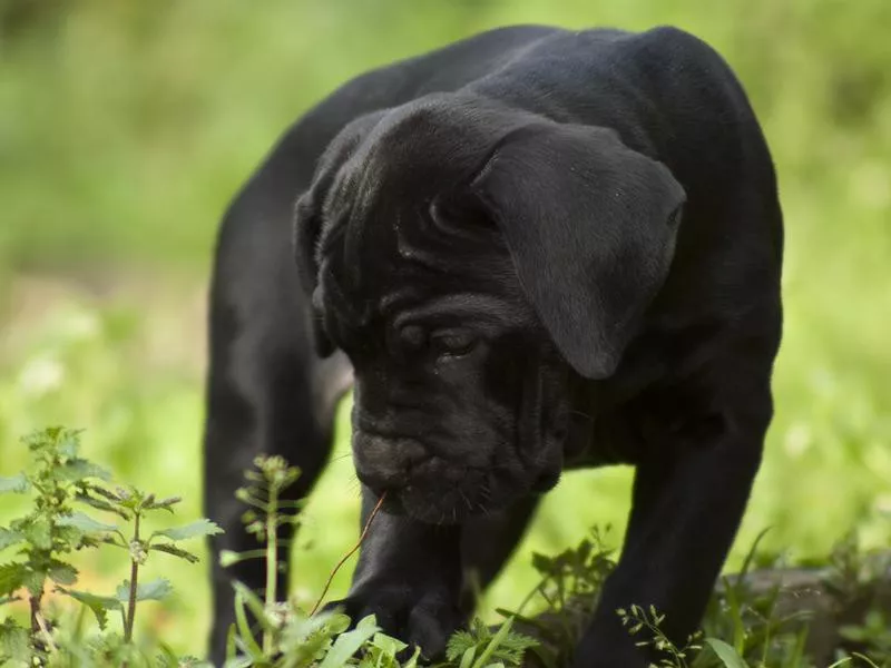 Cane Corso