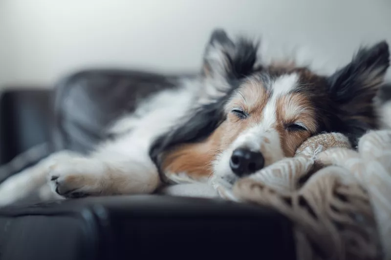 Shetland Sheep Dog