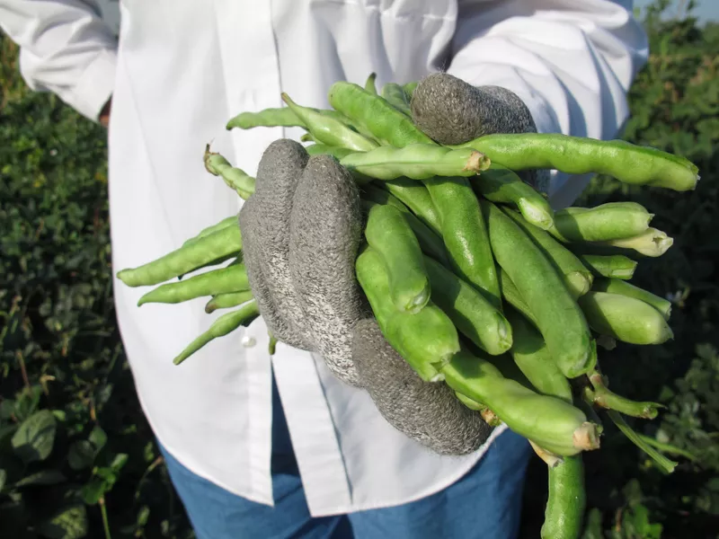 Black-eyed peas in California