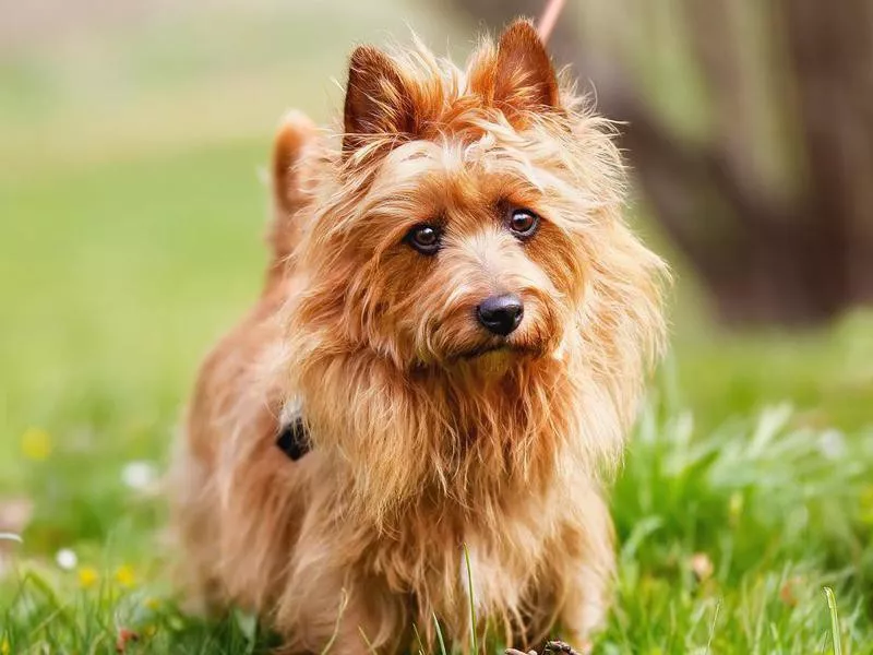 Australian Terrier