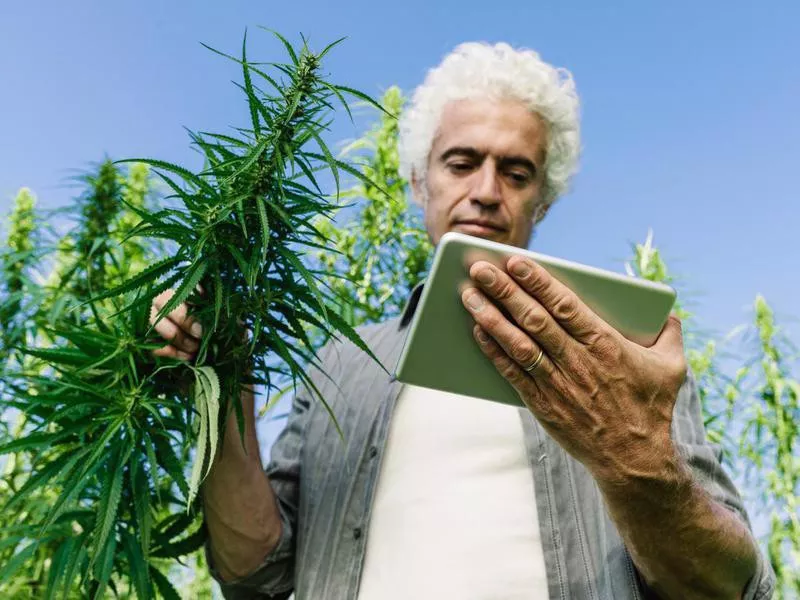 Farmer in a hemp field