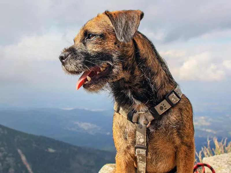 Border Terrier