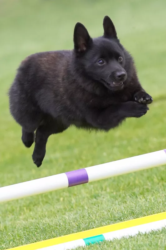 Schipperke jumping