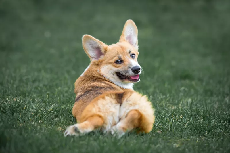 Pembroke Welsh Corgi