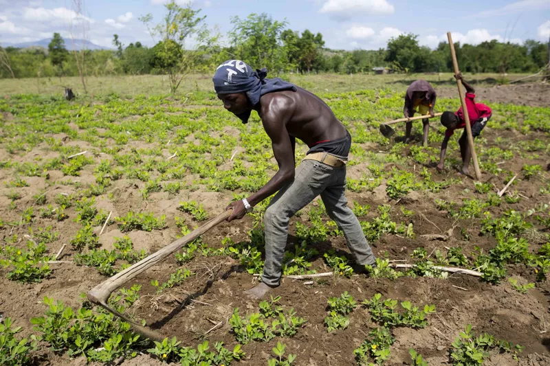 Peanut farming in Haiti