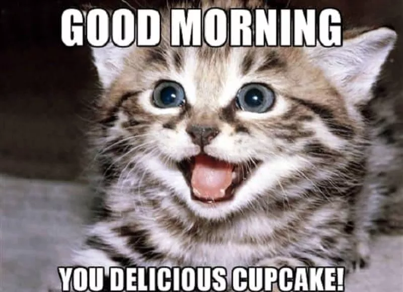 Cute kitten morning meme